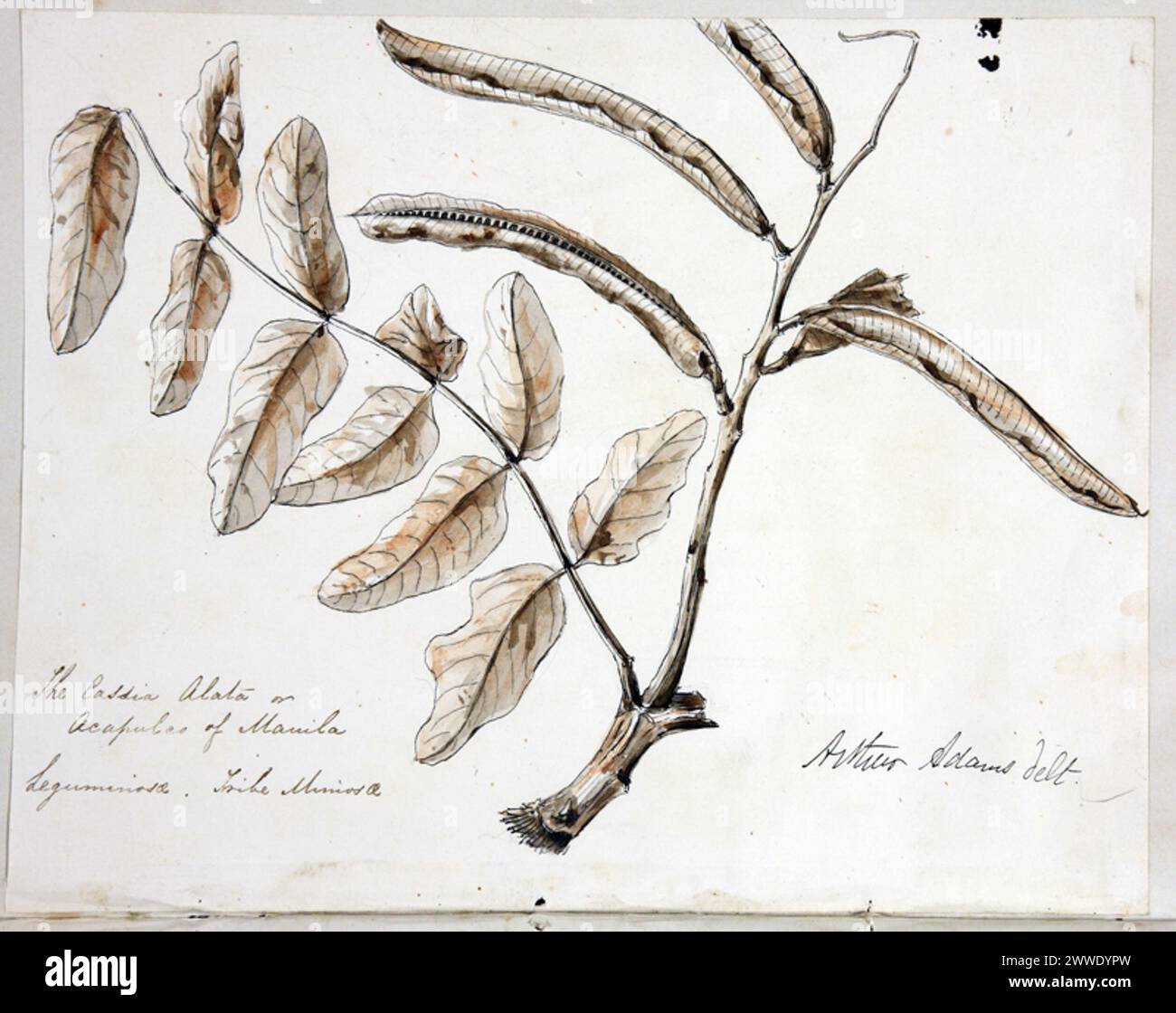 Une page de journal de 1846 par Henry Walsh Mahon à bord du HMS Samarang présentant l'aquarelle d'Arthur Adams de Cassia Alata, une plante de Manille connue pour ses propriétés médicinales. Banque D'Images
