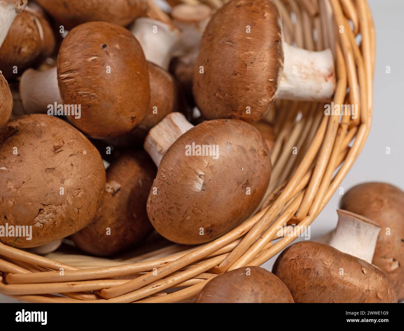 Brun des champignons cultivés en gros plan Banque D'Images