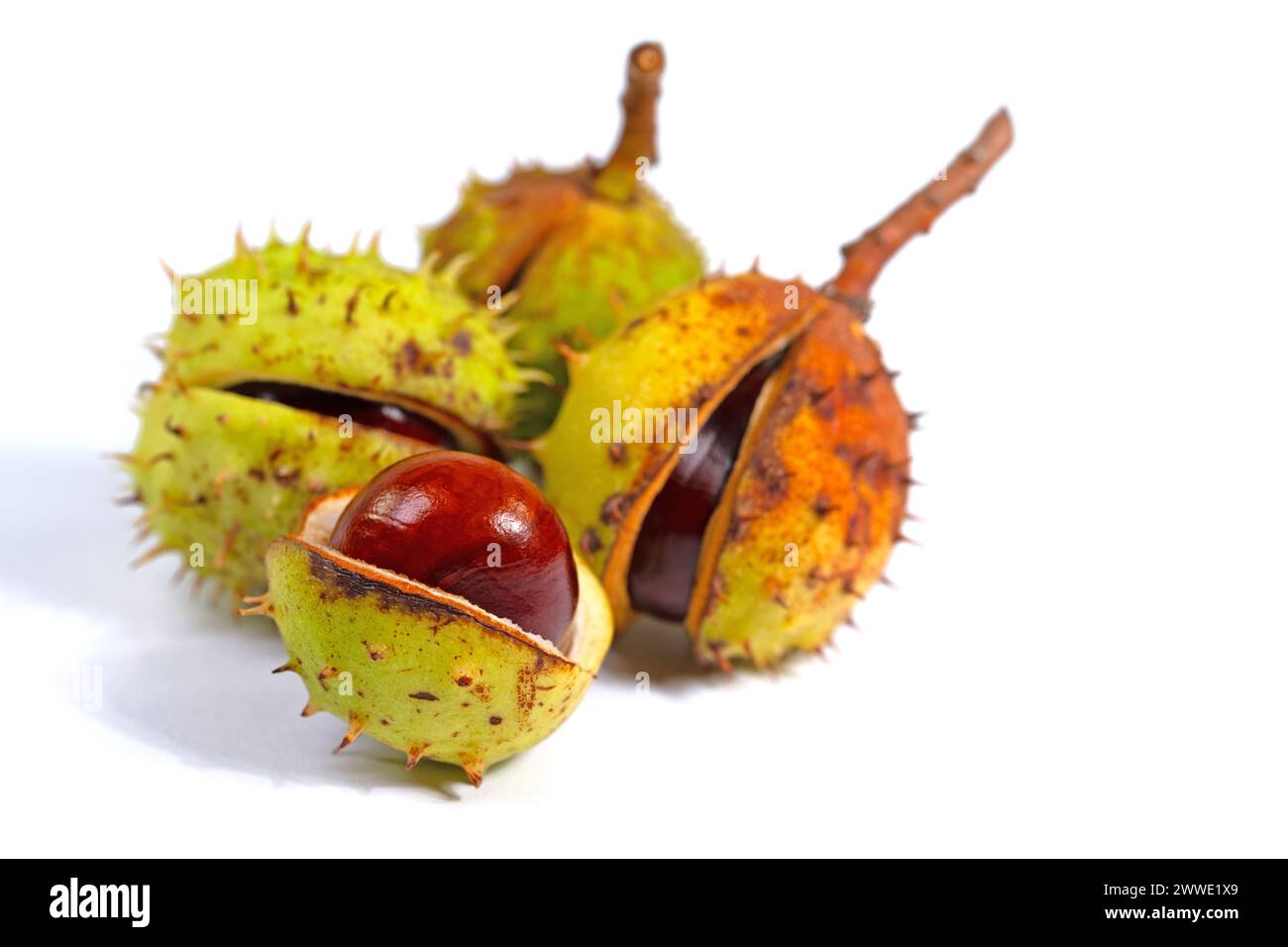 Le marronnier d'Inde, Aesculus hippocastanum, isolé contre fond blanc Banque D'Images