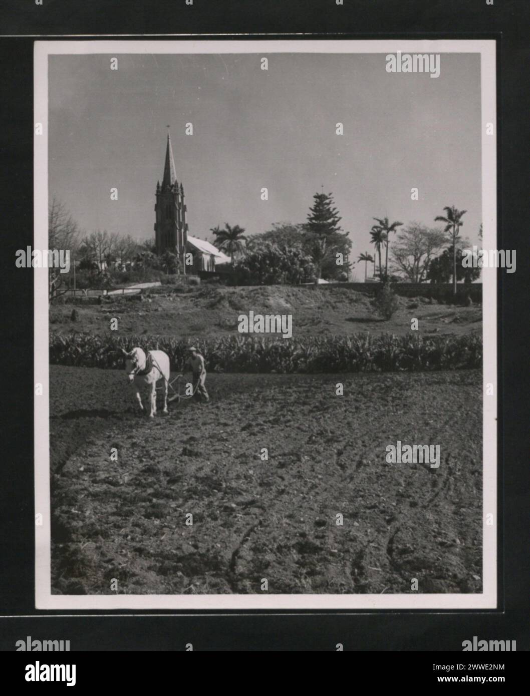 Scène pastorale représentant l'agriculture aux Bermudes sous le clocher gothique de l'église de marque dans la paroisse de Smith près de la Rive-Sud, photographiée dans les années 1950 Banque D'Images