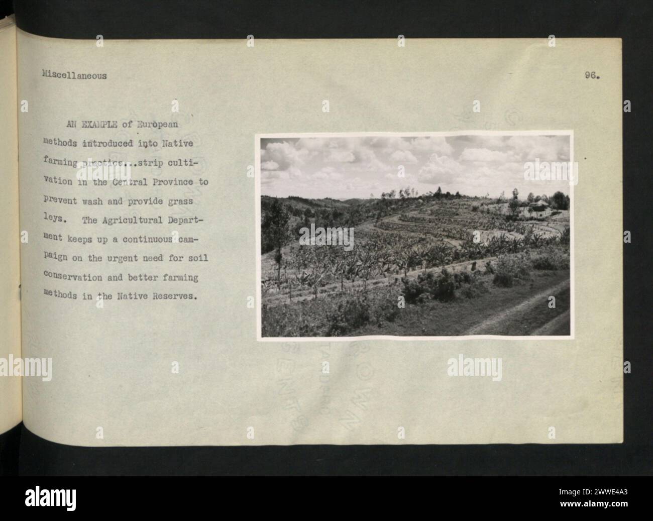 Des techniques agricoles européennes telles que la culture en bandes sont appliquées dans la province centrale, au Kenya, pour prévenir l'érosion des sols et établir des allées herbeuses. Banque D'Images