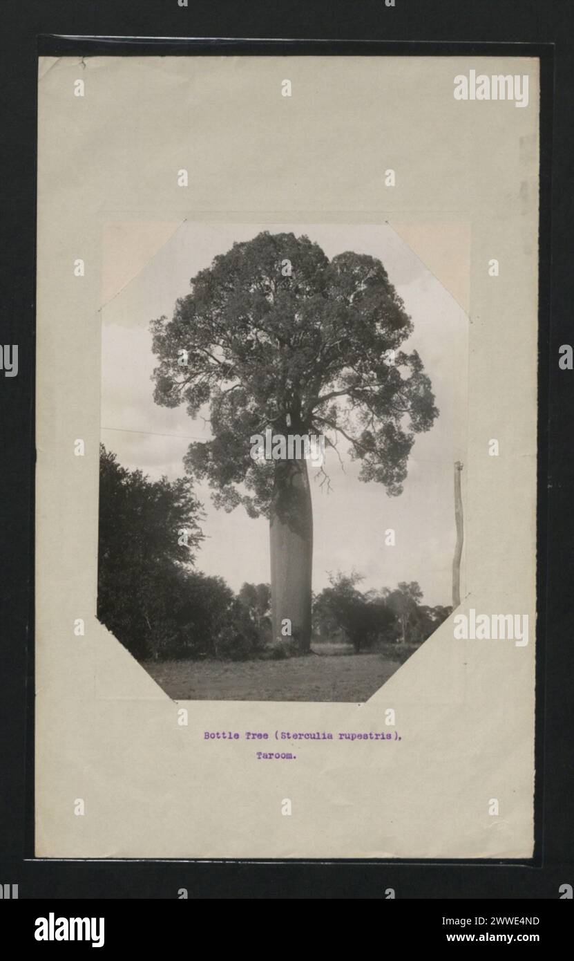 Le Bottle Tree (Sterculia rupestris) à Taroom, Queensland, Australie est un arbre australien natif reconnu pour son tronc en forme de bouteille distinctif et son adaptation aux environnements locaux. Banque D'Images