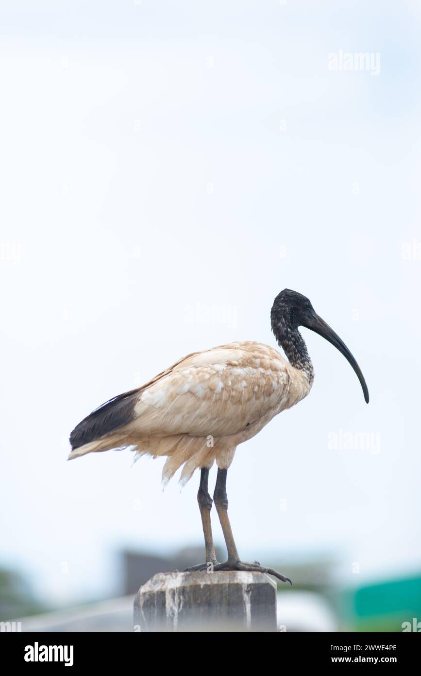 White Ibis Standing on A Fence, Byron Bay, Nouvelle-Galles du Sud, Australie Banque D'Images