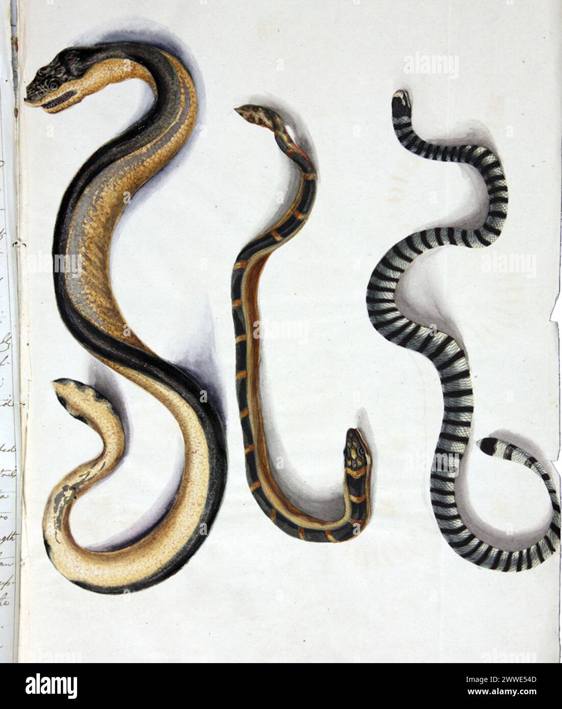 Une page de journal de Henry Walsh Mahon, chirurgien à bord du HMS Samarang en 1846, décrivant des serpents de mer observés dans l'océan Austral et une morsure mortelle impliquant un officier du HMS Woolf. Banque D'Images