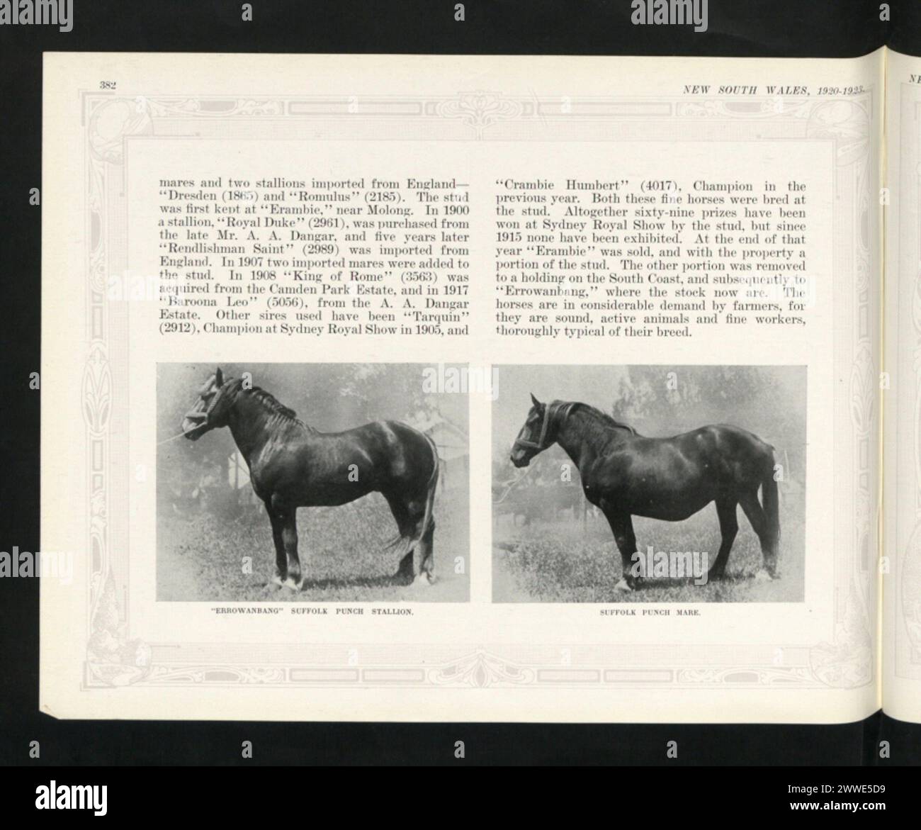Les images montrent des chevaux Suffolk Punch à Errowanbang, Nouvelle-Galles du Sud, Australie, en 1920, montrant un étalon et une jument de la race. Banque D'Images