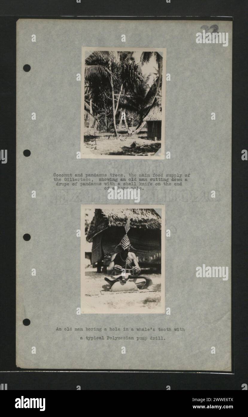 Les noix de coco et les pandanus sont les principales sources de nourriture pour les Gilbertais à Kiribati, avec un vieil homme récoltant une drupe de pandanus à l'aide d'un couteau obus sur un long poteau. Banque D'Images