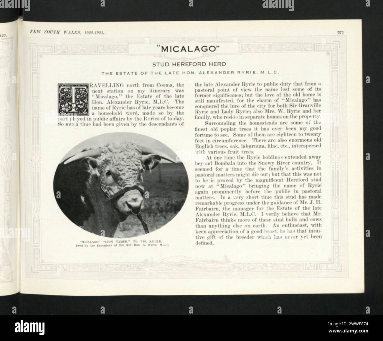 Photographie de Micalago 'Lion Tamer', numéro 289, élevée par les exécuteurs testamentaires de Hon. A. Ryrie, M.L.C., situé à Cooma, Nouvelle-Galles du Sud, Australie, en 1920. Banque D'Images