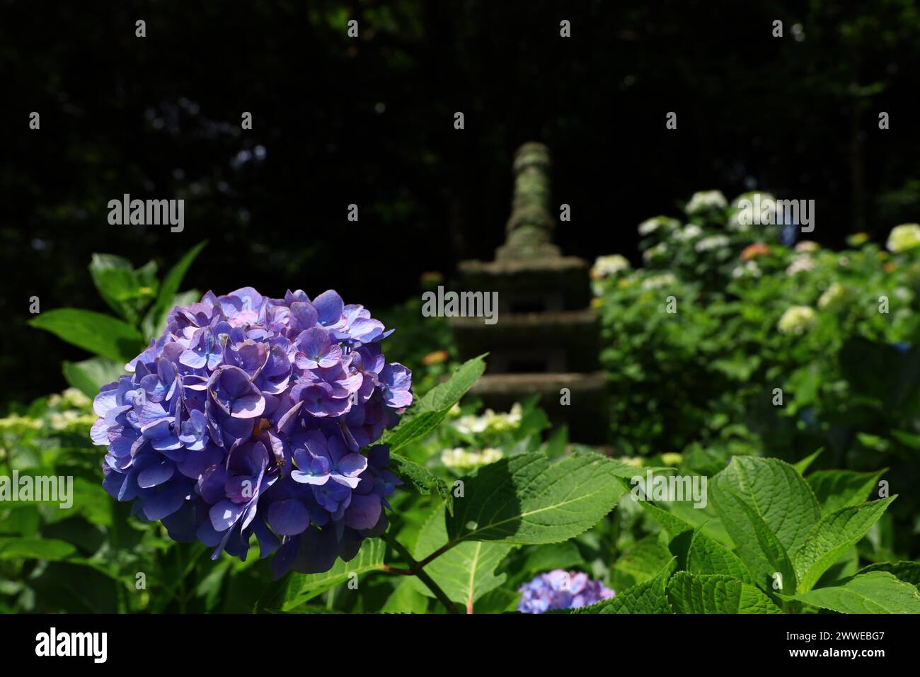 Hortensias violettes claires fleurissant dans un jardin japonais ensoleillé Banque D'Images Hortensias violettes claires fleurissant dans un jardin japonais ensoleillé Banque D'Images