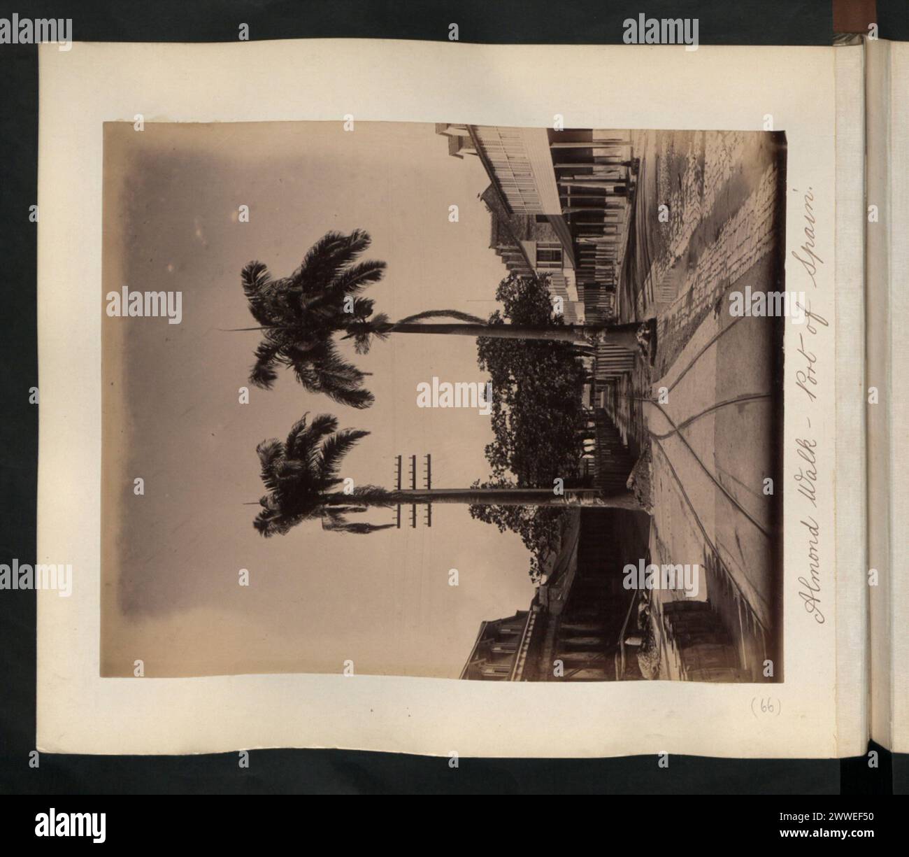 Almond Walk à Port of Spain, Trinité-et-Tobago, 1870-1939, montrant la rue bordée d'arbres, les sentiers piétonniers, et des paysages urbains. Banque D'Images