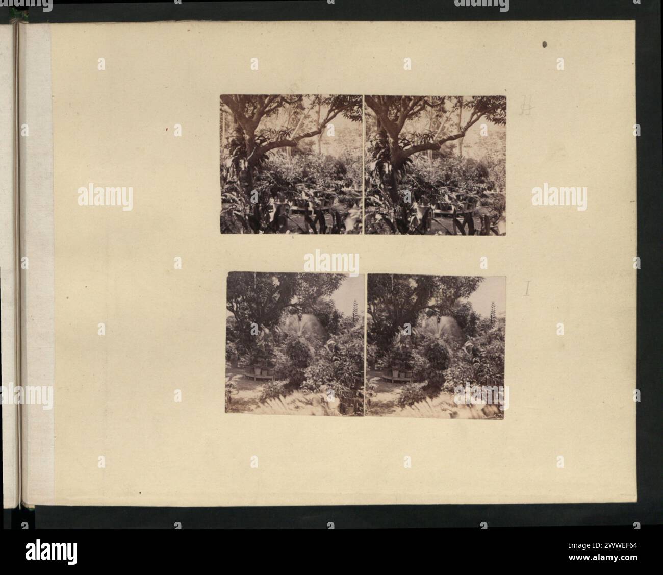 Photographie de la fernerie de Bridgetown, à la Barbade, prise entre 1880 et 1885, montrant une collection de plantes, des structures de serres et des vues orientées vers l'est et l'ouest. Banque D'Images