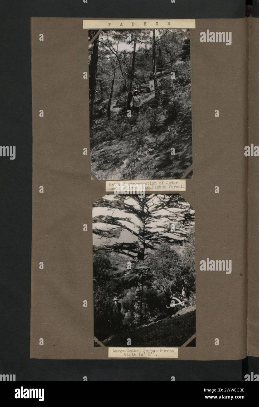 La forêt de Paphos à Chypre contient la régénération naturelle du cèdre sous le pin d'Alep. Un grand cèdre avec une circonférence de 10 pieds 8 pouces a été enregistré entre 1920 et 1930, illustrant la composition de la forêt et la taille des arbres matures dans la région. Banque D'Images