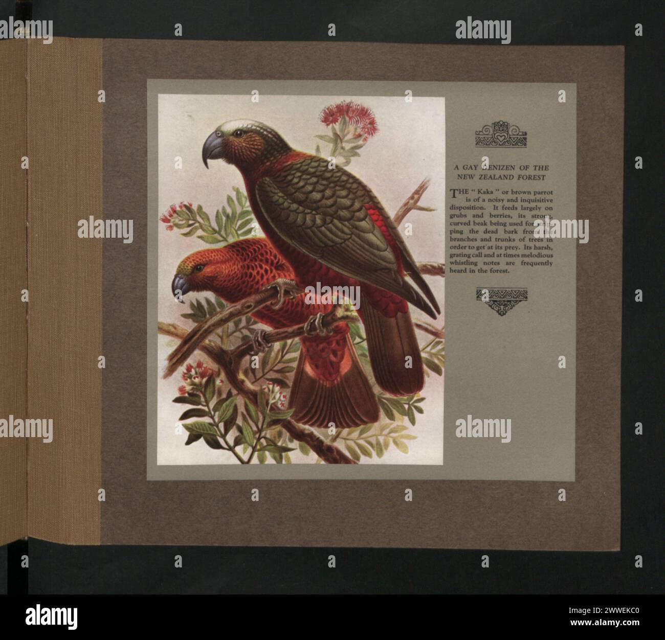 Une photographie montrant un habitant de la forêt néo-zélandaise indigène, représentant son habitat naturel et son environnement forestier typique en Nouvelle-Zélande. Banque D'Images