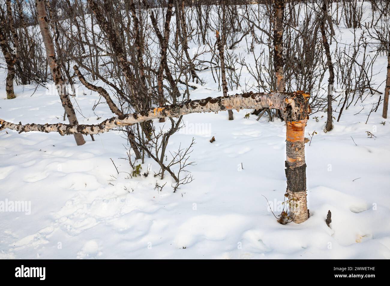 Tronc cassé d'un bouleau dans une forêt enneigée du nord de la Suède en hiver. Banque D'Images