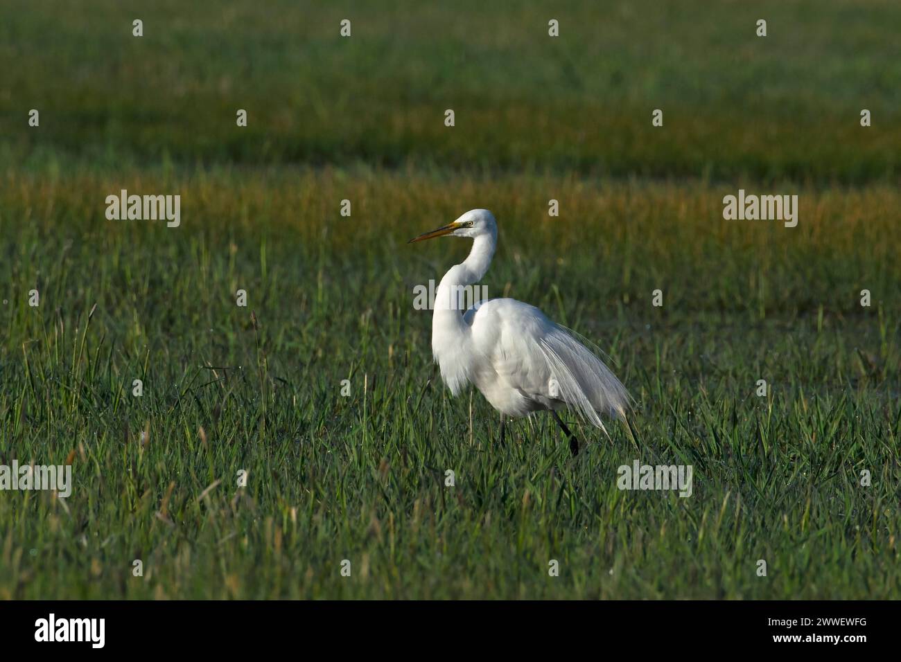 Great Egret dans Eagle Island State Park, Idaho Banque D'Images