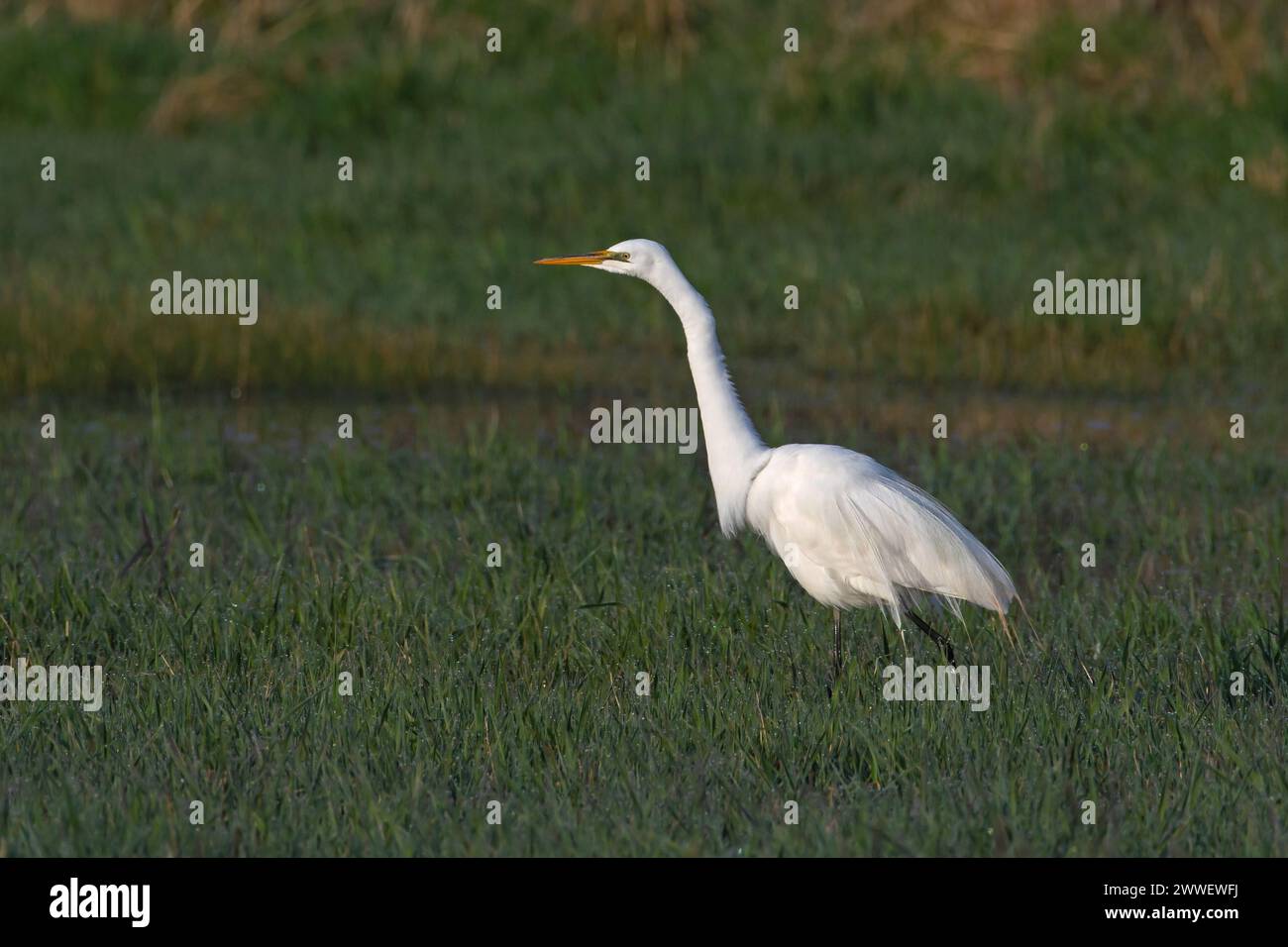 Great Egret dans Eagle Island State Park, Idaho Banque D'Images