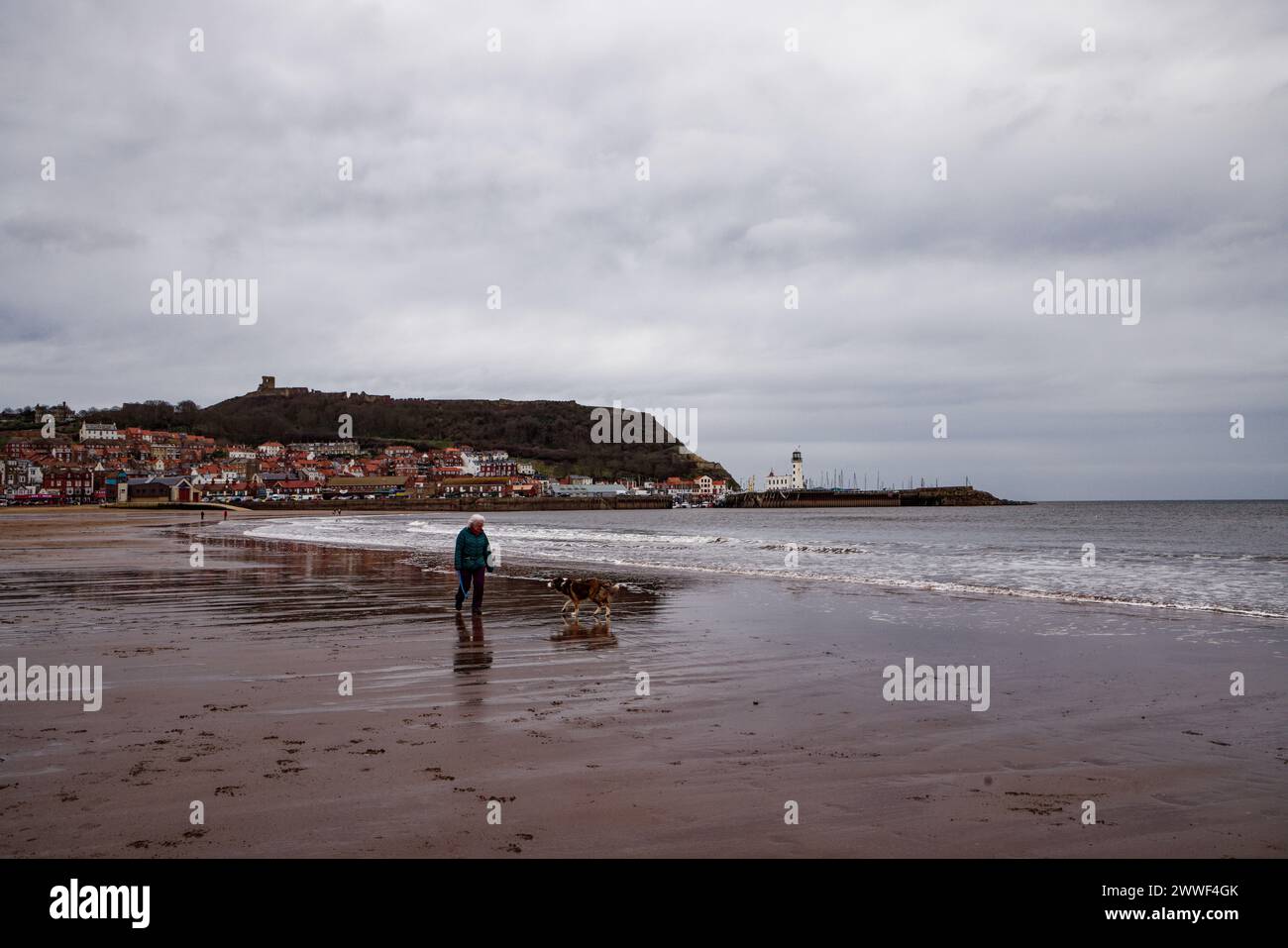 Une personne promenant un chien sur le sable humide à marée basse un jour d'hiver dans une ville côtière avec phare, port et château, Scarborough, Yorkshire du Nord. Banque D'Images