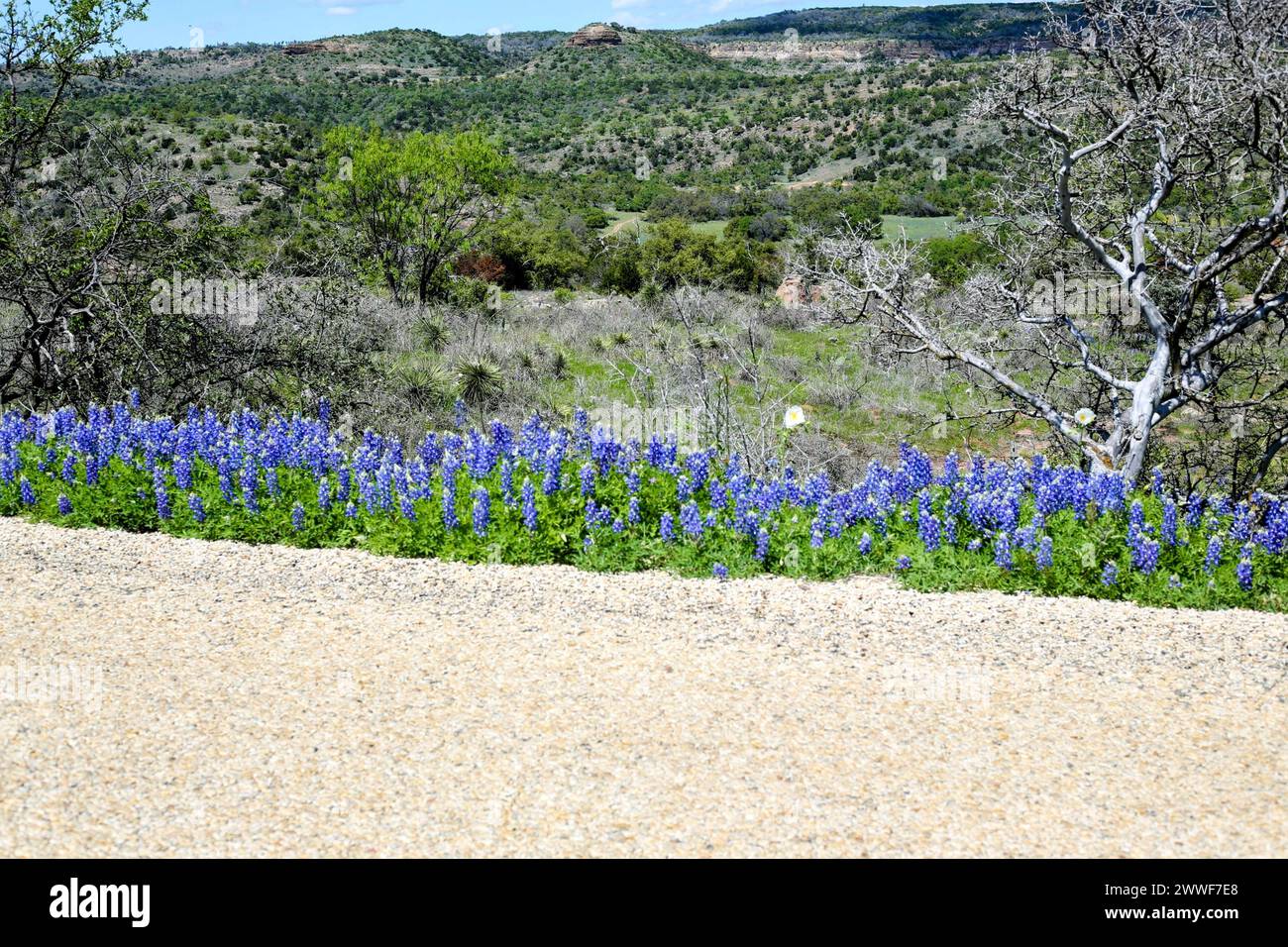 Bluebonnets le long de la boucle de Willow City dans le Texas Hill Country Banque D'Images