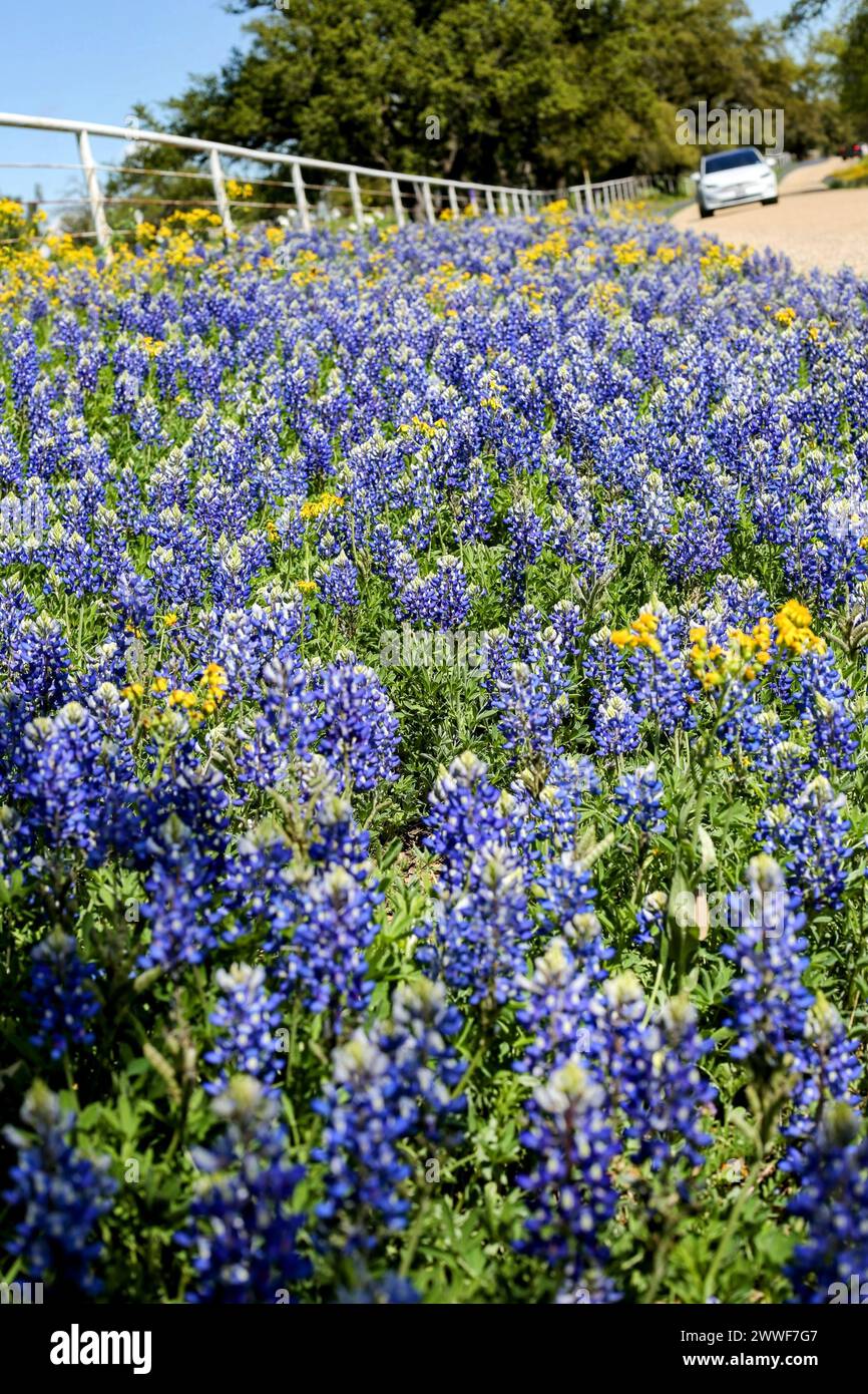 Bluebonnets le long de la boucle de Willow City dans le Texas Hill Country Banque D'Images