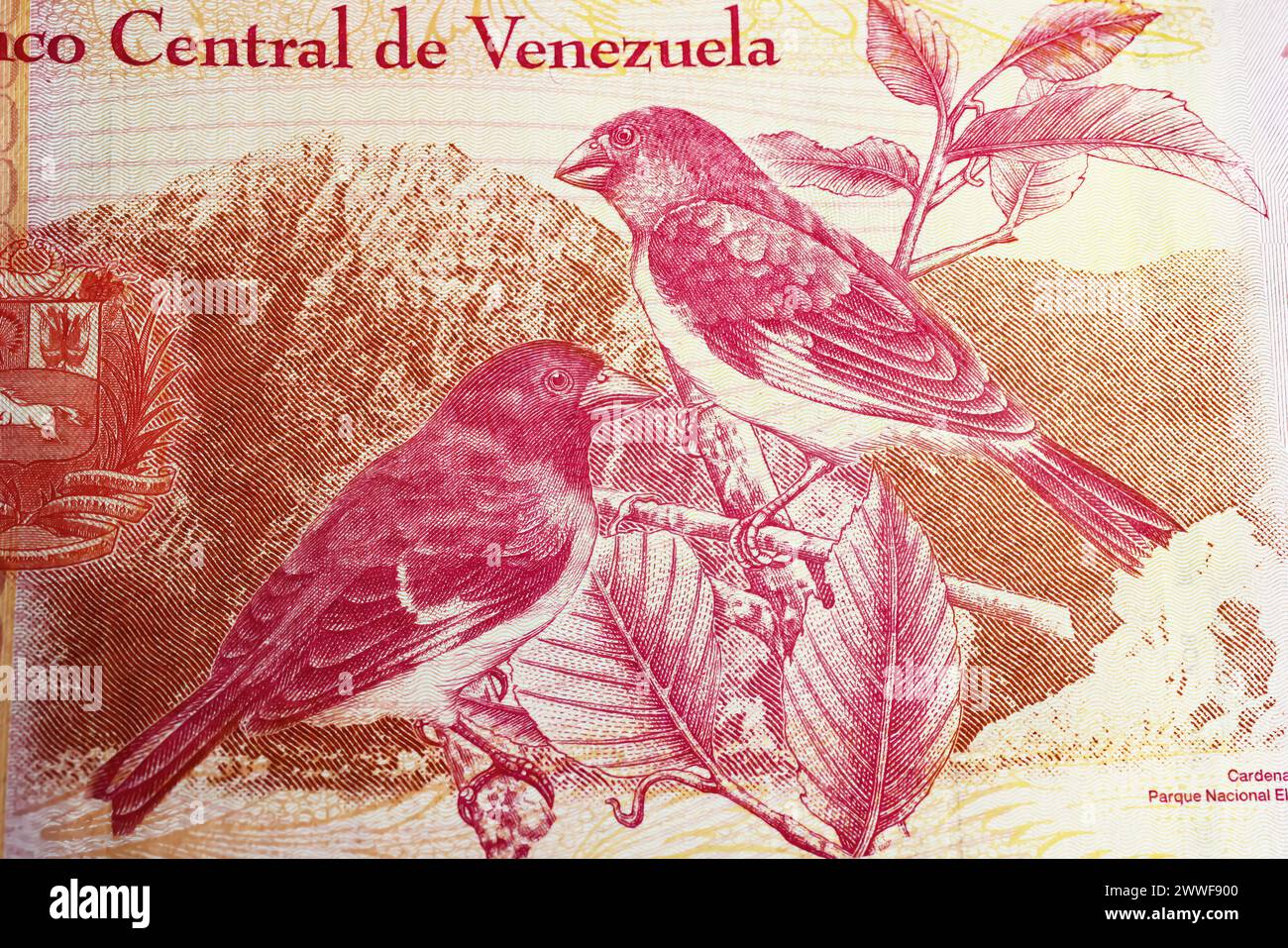 Portrait d'oiseaux de siskin rouge (Spinus cucullatus) en voie de disparition pingouin sur 20,000 Venezuela Bolivar billet de banque (focus sur le centre) Banque D'Images