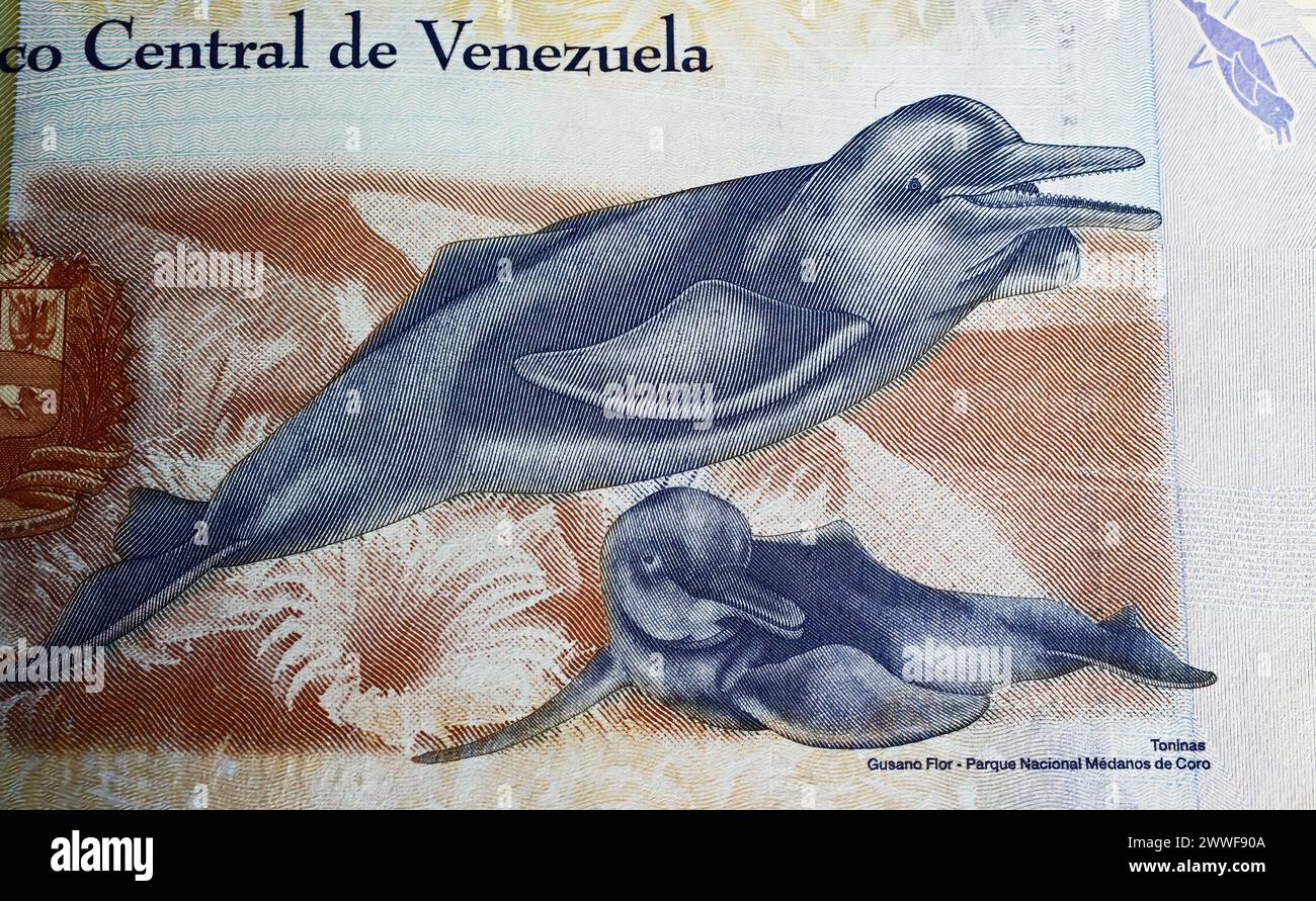 Portrait des dauphins de la rivière Orénoque Boto Amazone (Inia geoffrensison) sur le Venezuela 500 Bolivar billet de banque (focus sur le centre) Banque D'Images
