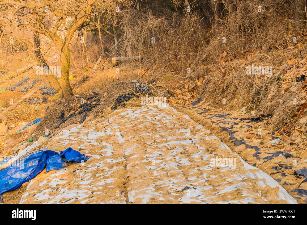 Un sentier rural négligé jonché de feuilles et de plastique bleu, en Corée du Sud Banque D'Images