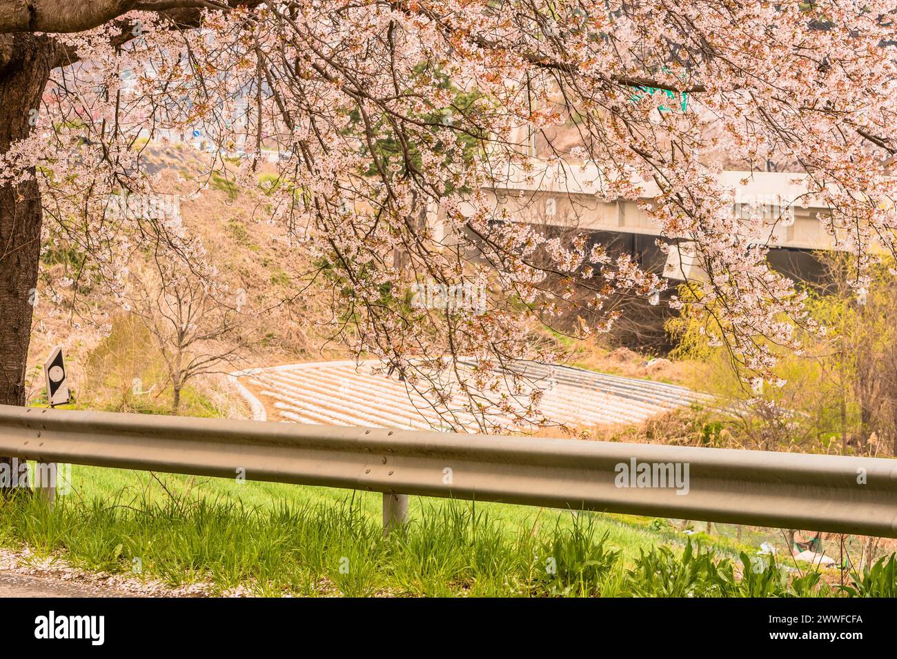 Branches d'un bel arbre en fleurs de cerisier à côté du pont routier et champ cultivé en arrière-plan à Daejeon, Corée du Sud Banque D'Images