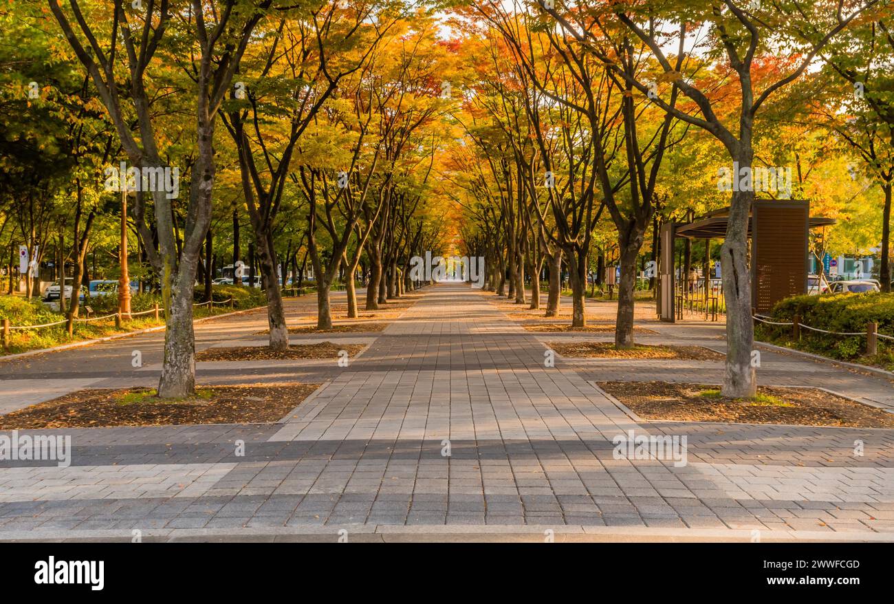 Sentier tranquille du parc avec arbres et bancs en automne, en Corée du Sud Banque D'Images