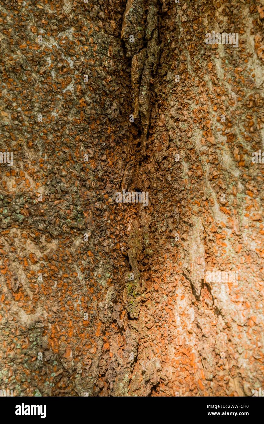 Vue détaillée de l'écorce d'arbre avec texture rugueuse et lignes verticales, en Corée du Sud Banque D'Images