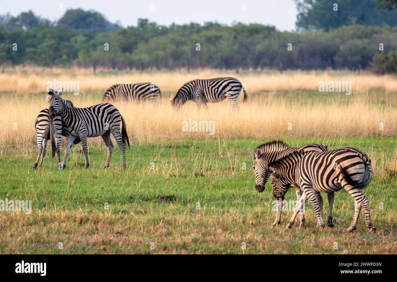 Zèbres combattant dans le delta de l'Okavango, Botswana, Afrique Banque D'Images