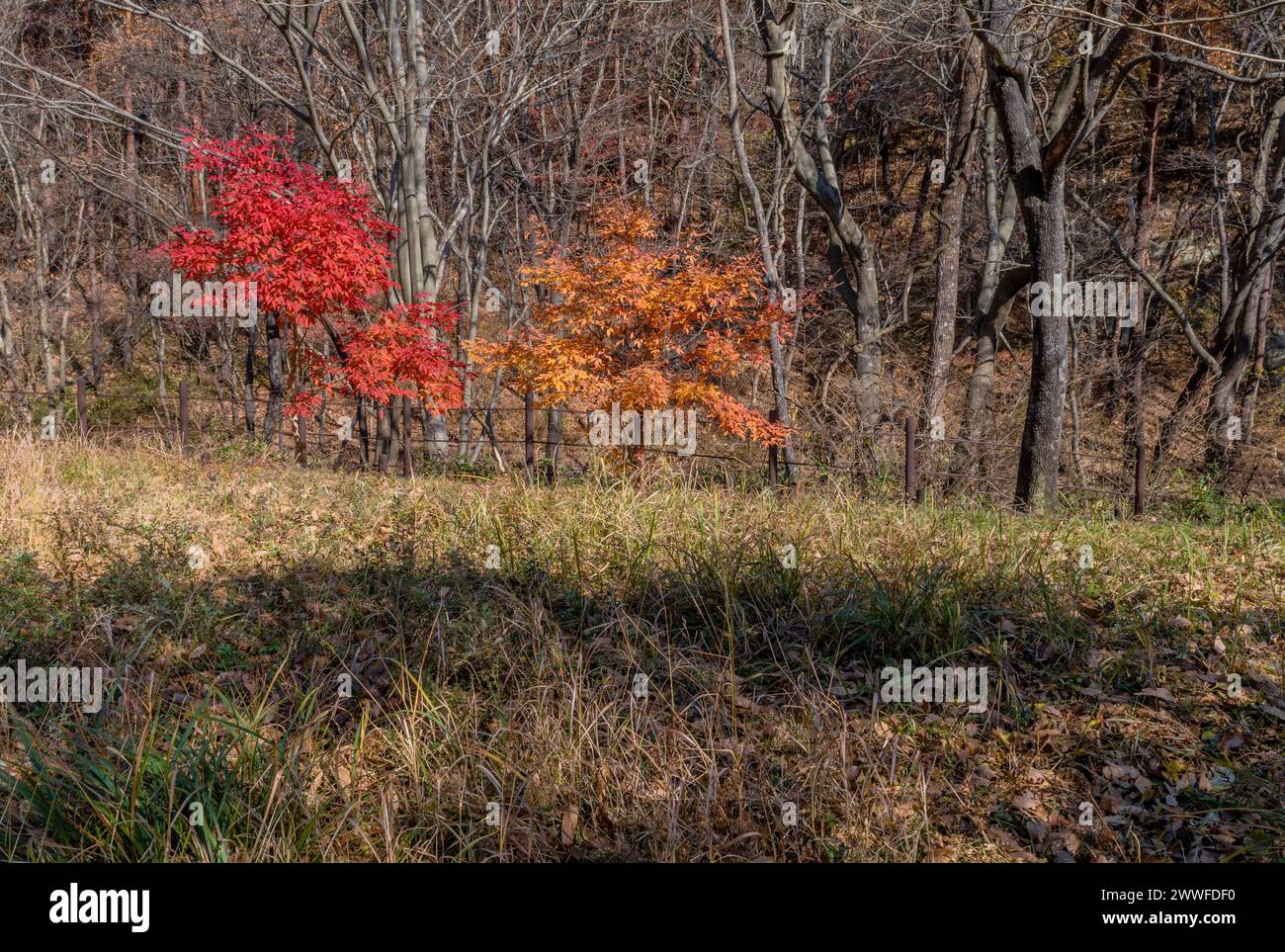 Lumière du soleil projetant la chaleur sur une forêt aux couleurs vives d'automne, en Corée du Sud Banque D'Images