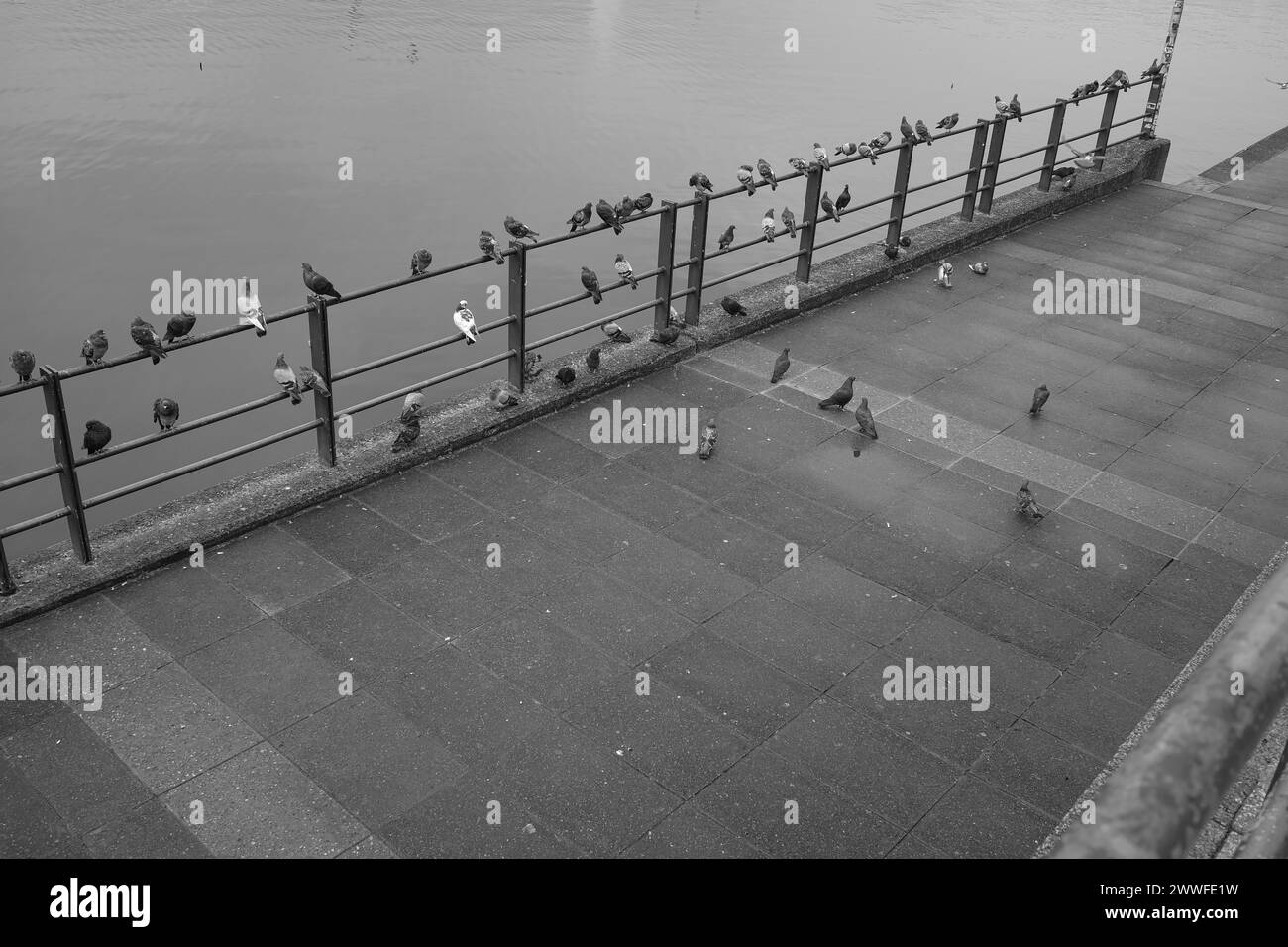 Colombes (Columbidae) à l'intérieur du lac Alster, noir et blanc, ville hanséatique de Hambourg, Hambourg, Allemagne Banque D'Images