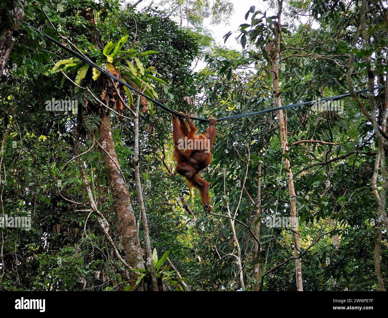 Réserve naturelle de Semenggoh, Pongo pygmaeus, sarawak, malaisie Banque D'Images