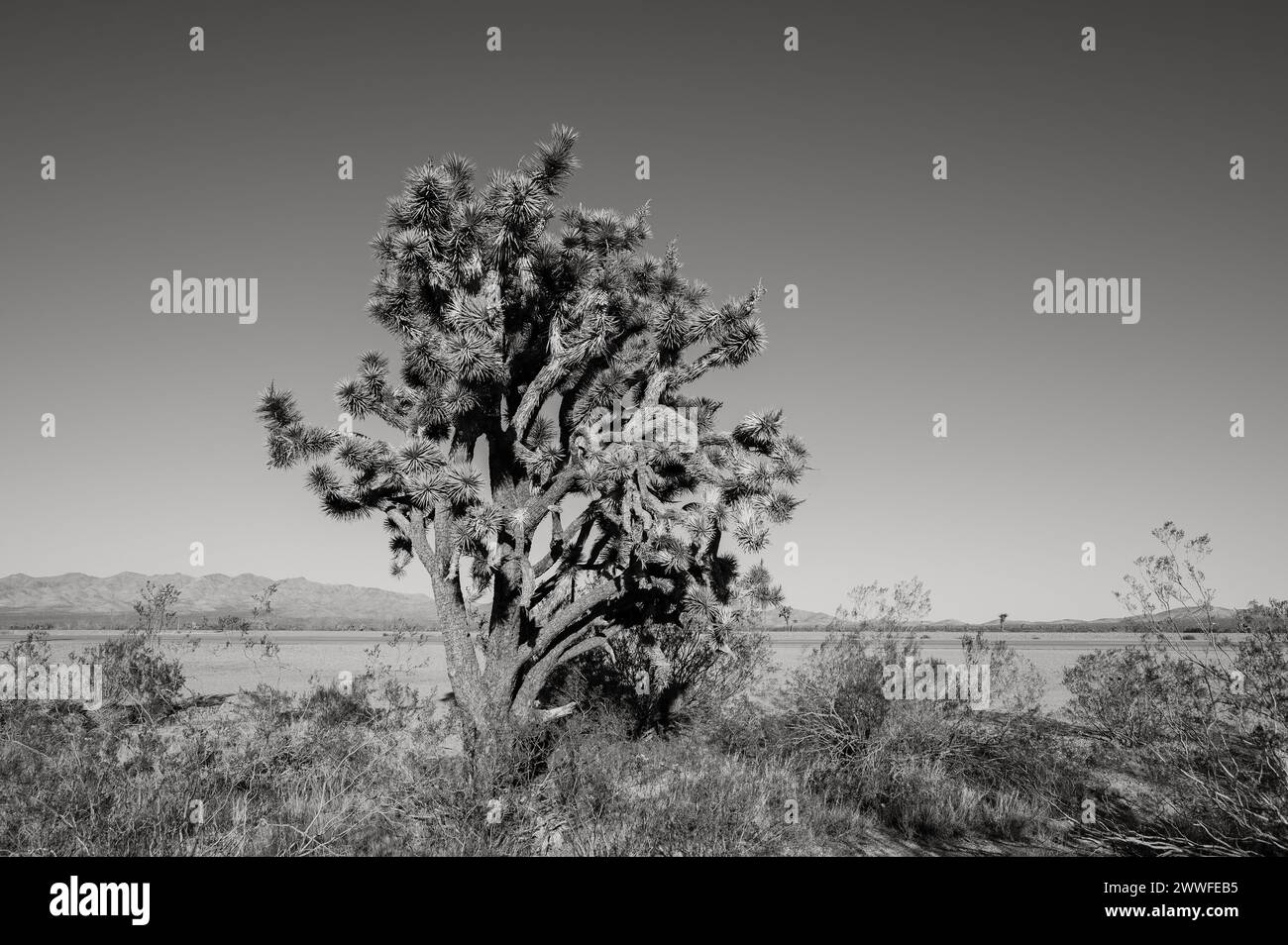 Un Joshua sur la route latérale 95, au sud de Las Vegas, près de Boulder City, dans le désert du Nevada. Image en noir et blanc. Banque D'Images