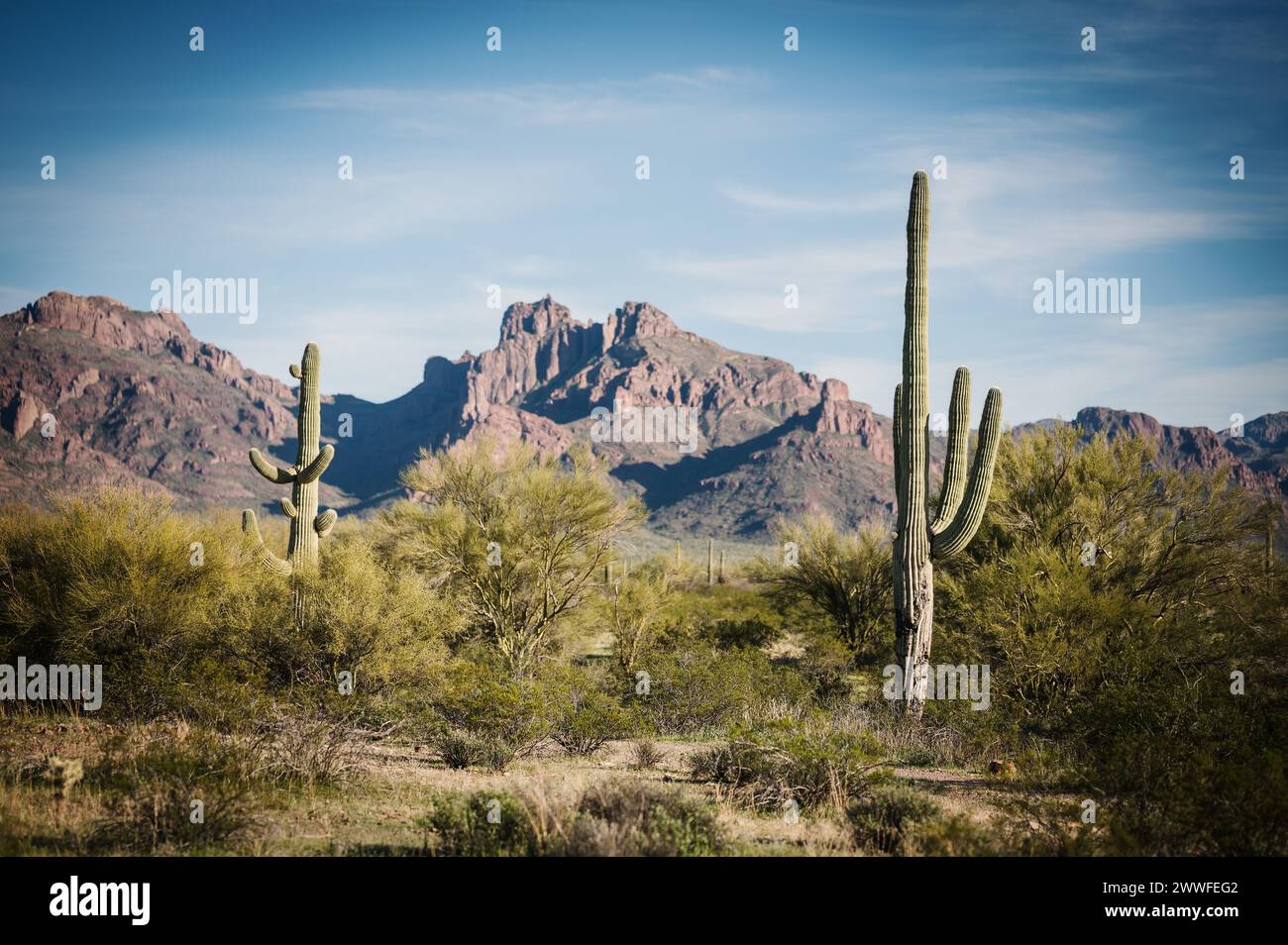 Saguaro et Organ Pipe cactus et Joshua Trees au Organ Pipe Cactus National Monument dans le sud de l'Arizona, États-Unis. Banque D'Images