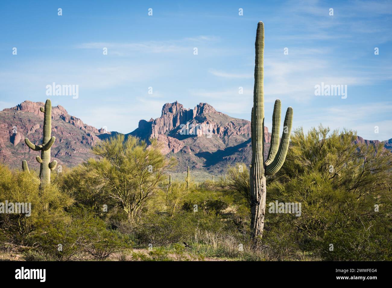 Saguaro et Organ Pipe cactus et Joshua Trees au Organ Pipe Cactus National Monument dans le sud de l'Arizona, États-Unis. Banque D'Images