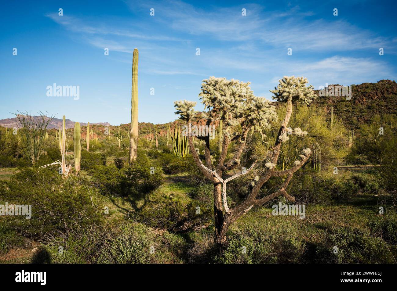 Saguaro et Organ Pipe cactus et Joshua Trees au Organ Pipe Cactus National Monument dans le sud de l'Arizona, États-Unis. Banque D'Images