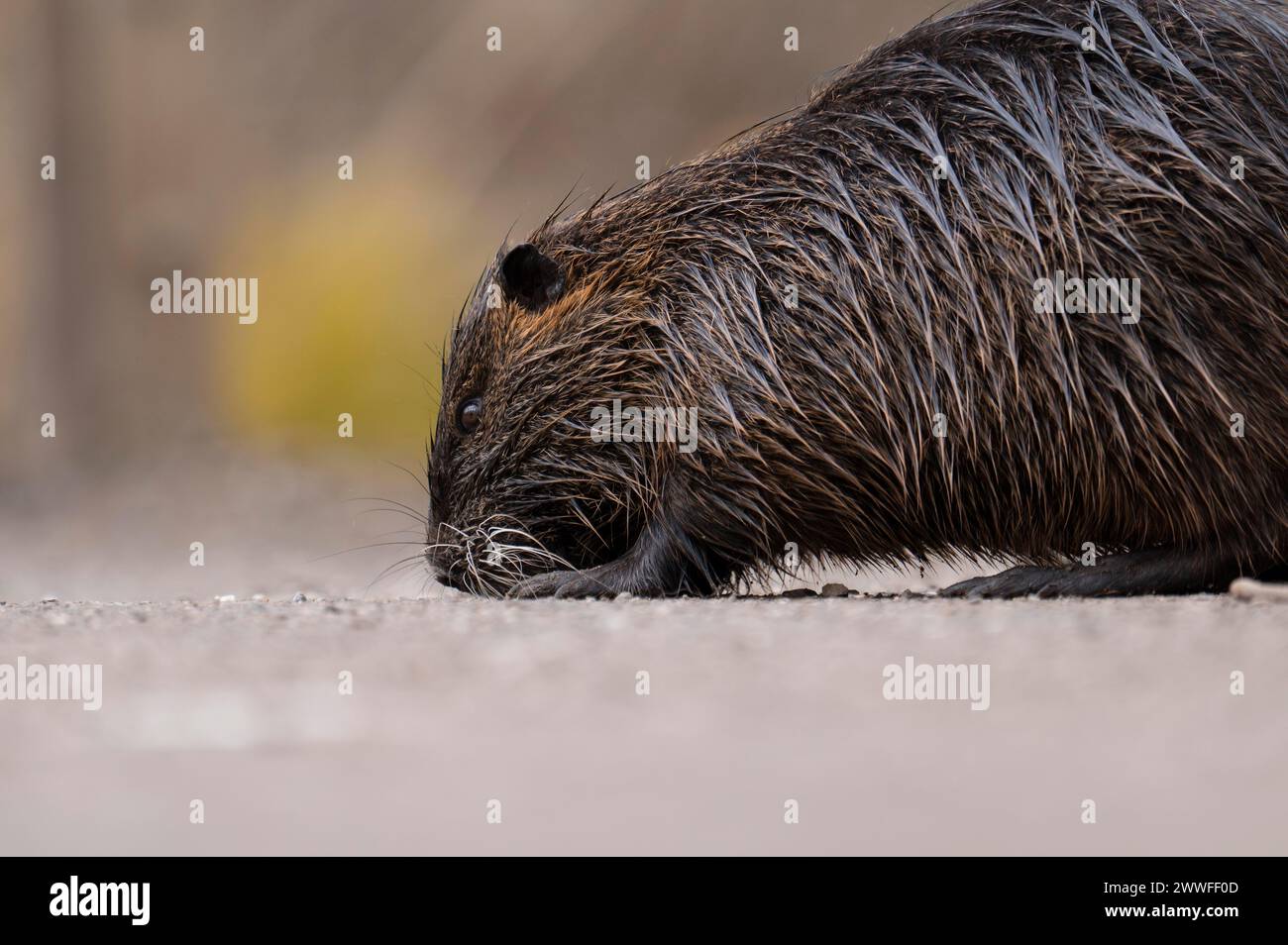 Nutria (Myocastor coypus), humide, marchant à travers un sentier gravillonné à gauche avec son nez au sol, vue de profil, gros plan, arrière-plan flou Banque D'Images