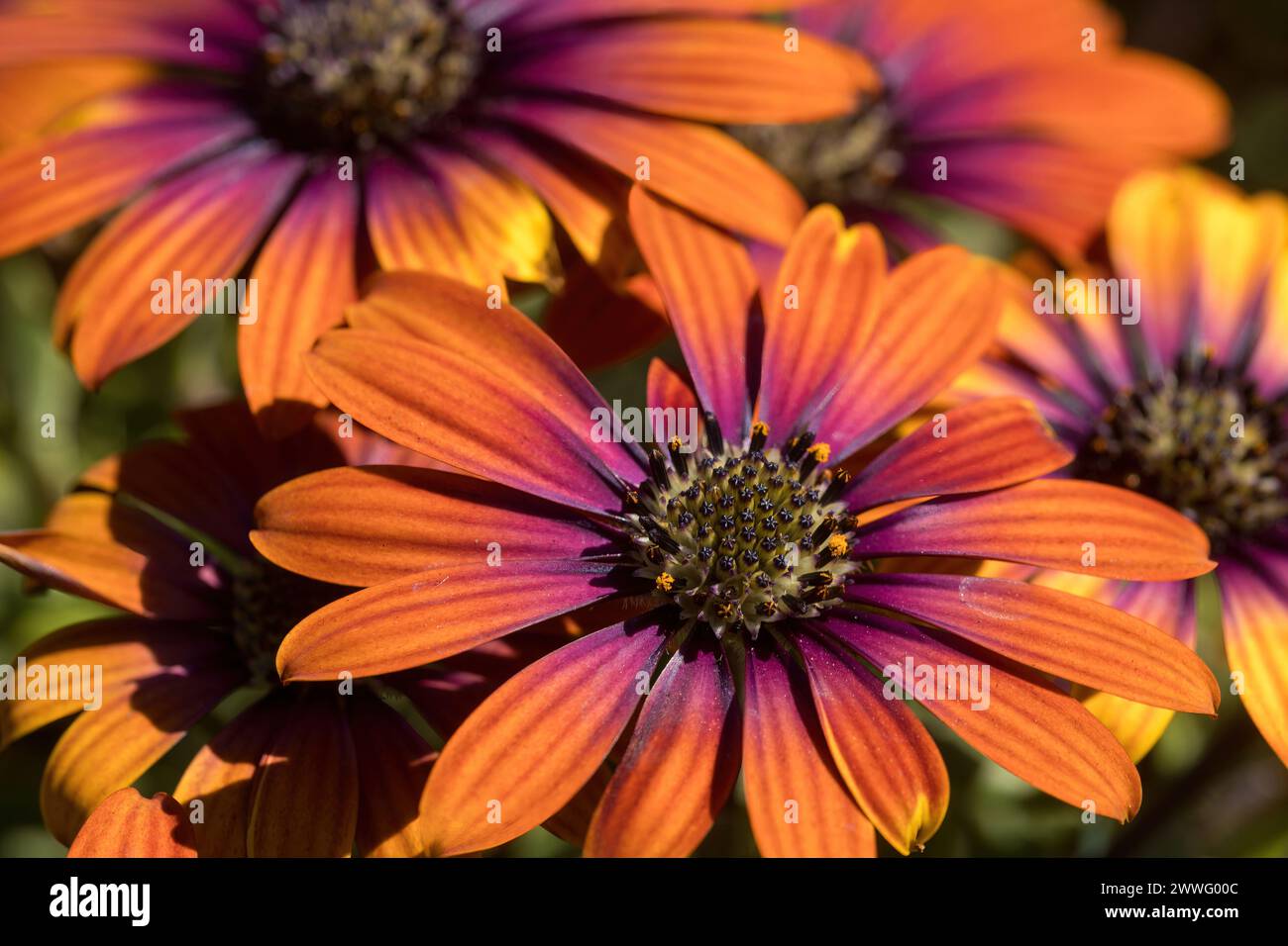 Zion Copper African Daisies fleurs en fleurs. Banque D'Images