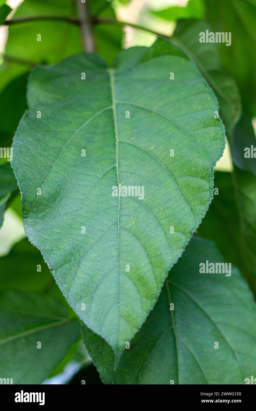 Ficus simplicissima est une espèce asiatique de figuier de la famille des Moraceae Banque D'Images