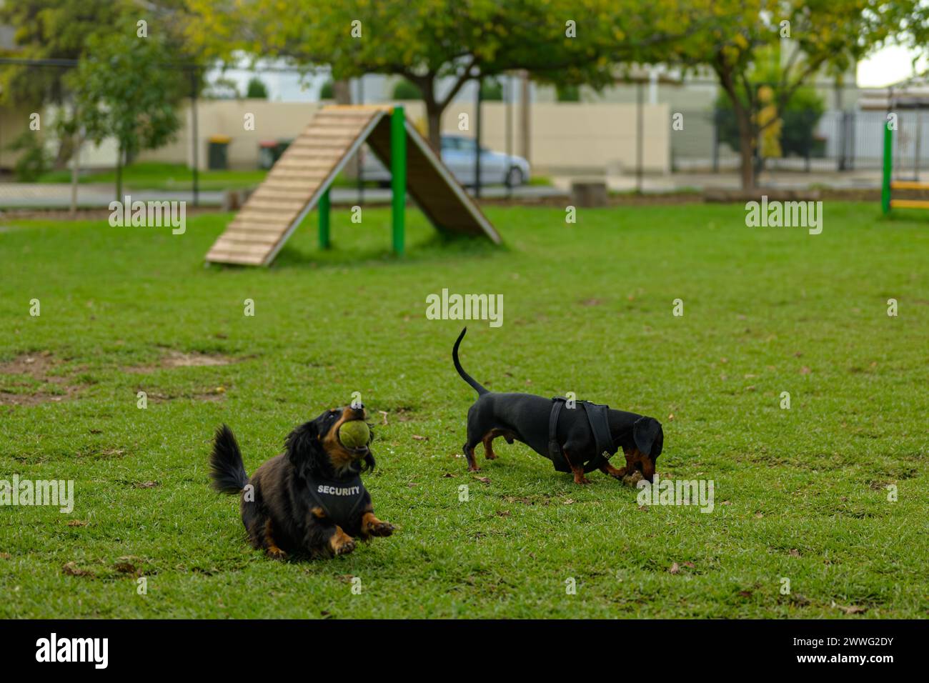 Chiens appréciant des moments ludiques dans un parc verdoyant luxuriant. Banque D'Images