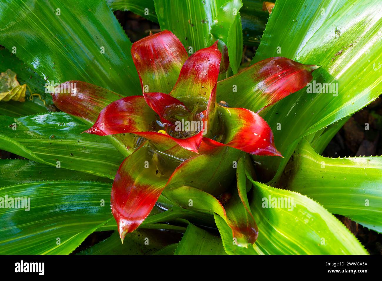 Linien Nestbromelie Nidularium innocentii var. Lineatum, Brasilien, Südamerika mcpins *** broméliade nidularium innocentii var lineatum, Brazi Banque D'Images