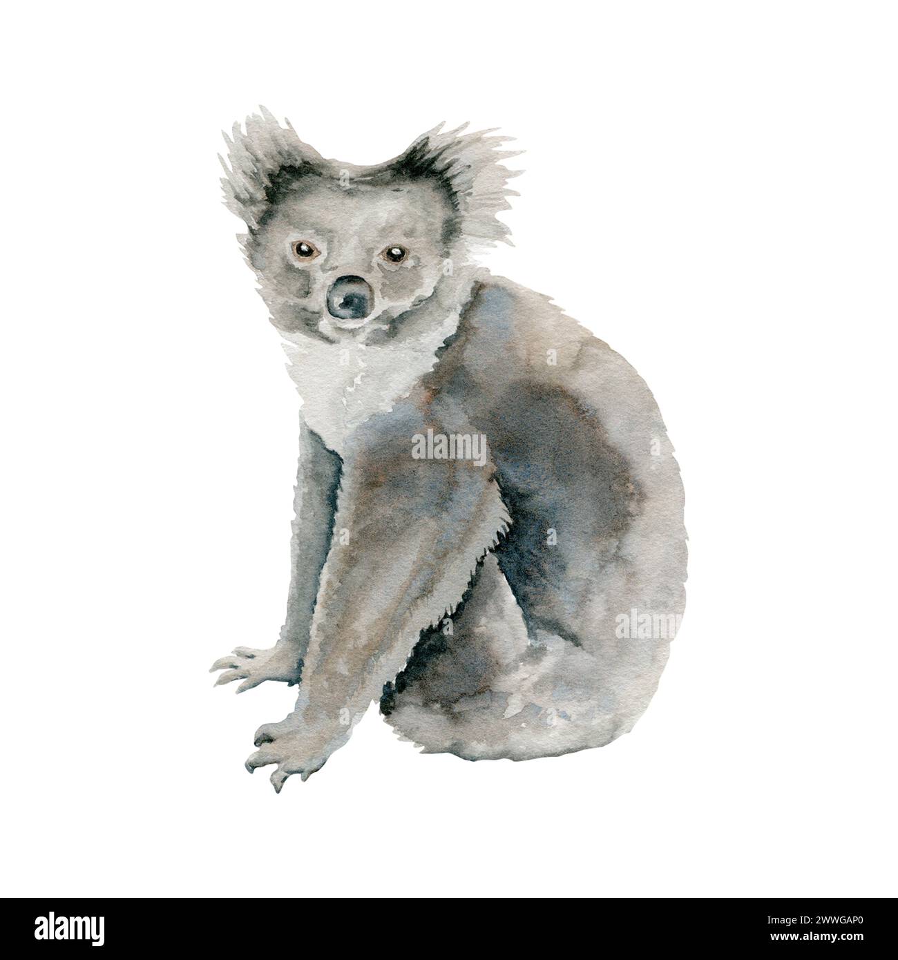 Koala Bear. Animal marsupial indigène indigène gris australien. Illustration aquarelle isolée sur fond blanc. Croquis dessiné à la main pour national Banque D'Images