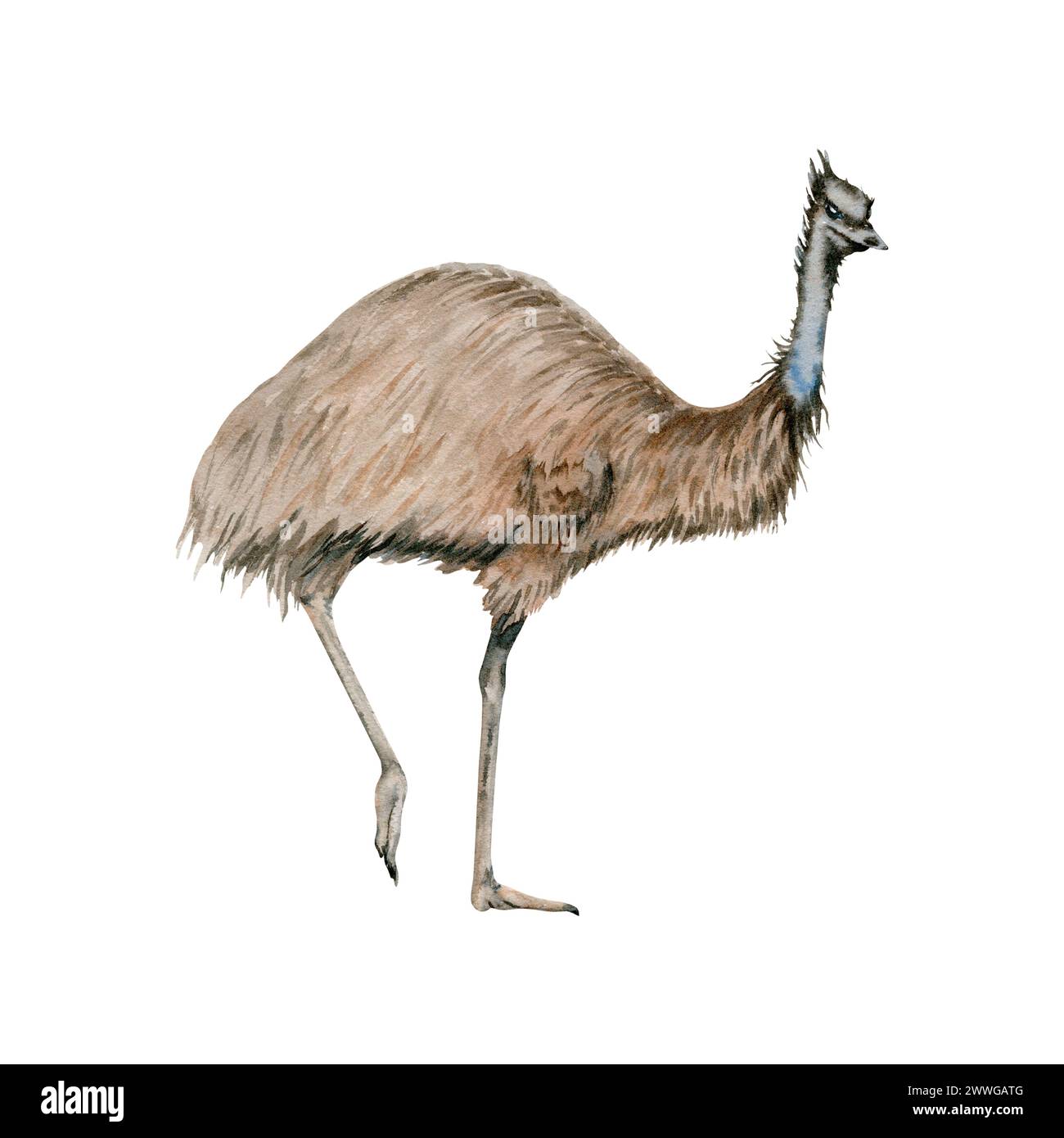 Autruche émeu. Animal nocturne marsupial indigène australien. Illustration aquarelle isolée sur fond blanc. Croquis national d'oiseaux dessiné à la main Banque D'Images