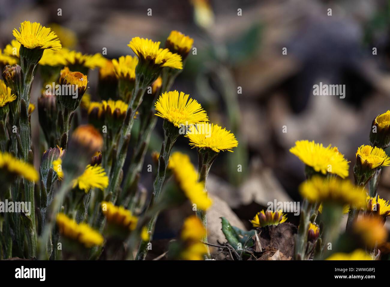Les belles fleurs jaunes de printemps de Tussilago farfara, communément connu sous le nom de Coltsfoot. Floraison au printemps dans un cadre naturel d'outdor. Originaire d'Eurasie Banque D'Images