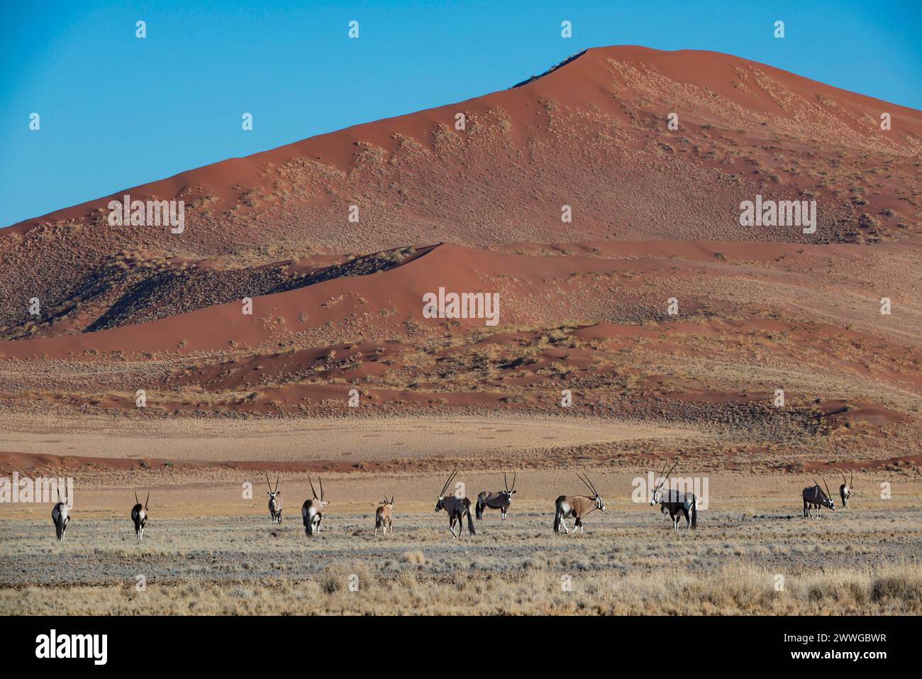 Spießbock Oryx gazella im Sossusvlei, Sossusvlei, Namib Wüste, Namib-Naukluft-Nationalpark, Namibie, Afrika mcpins *** Spießbock Oryx gazella à Sossu Banque D'Images