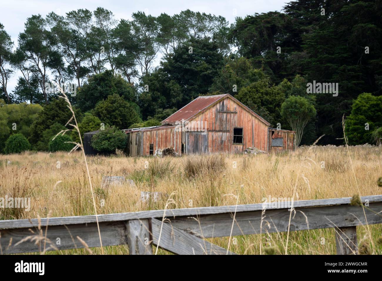 Grange dans un champ de longues herbes, près de Feilding, Manawatu, Île du Nord, Nouvelle-Zélande Banque D'Images