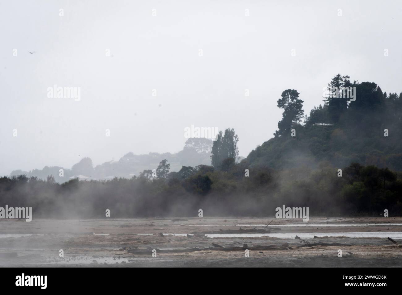 Vapeur soufflant sur la rive du lac Rotorua, Rotorua, Île du Nord, Nouvelle-Zélande Banque D'Images