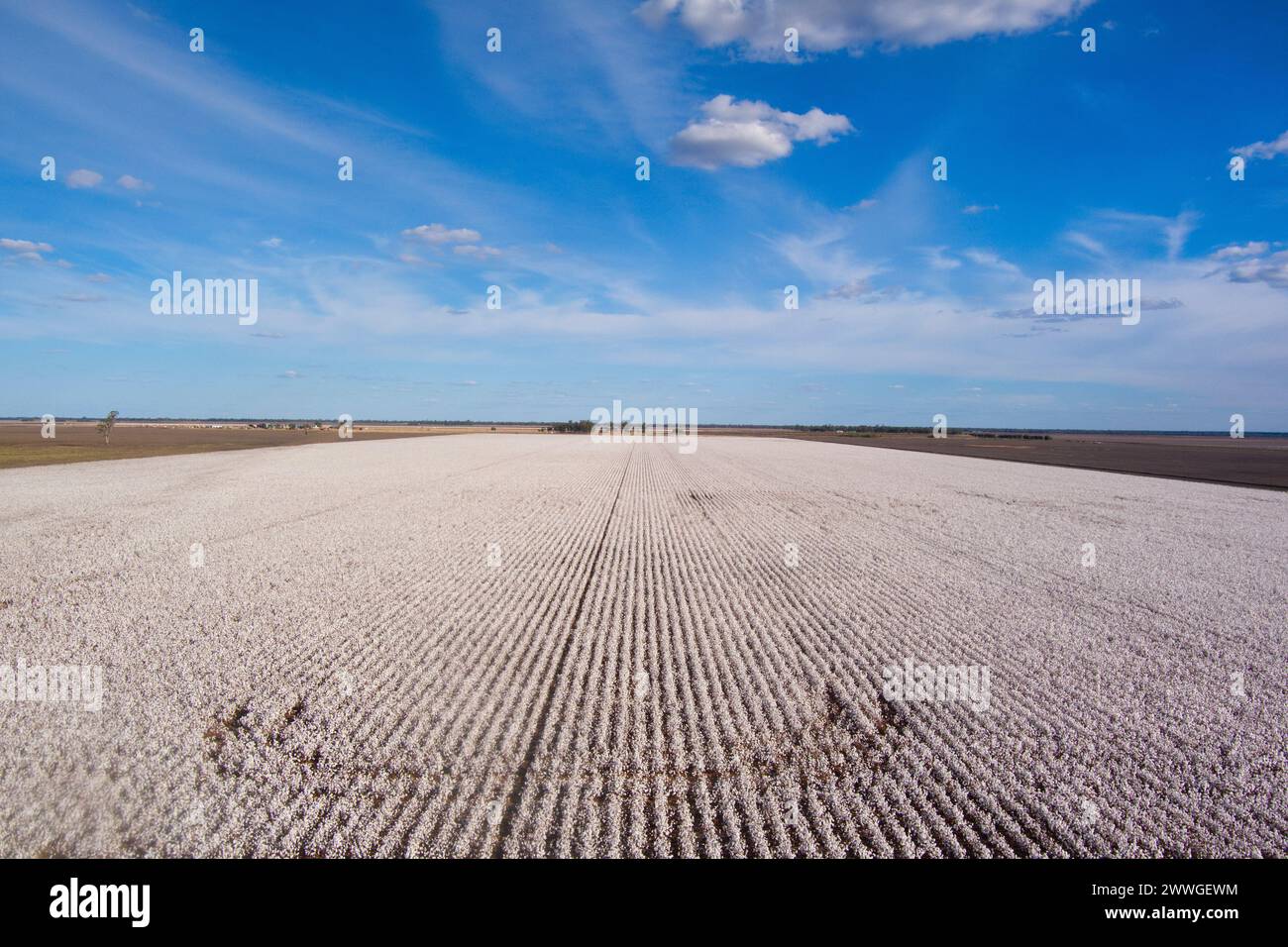 Aérien de champs de coton sur le point d'être récoltés près de Dalby Queensland Australie Banque D'Images