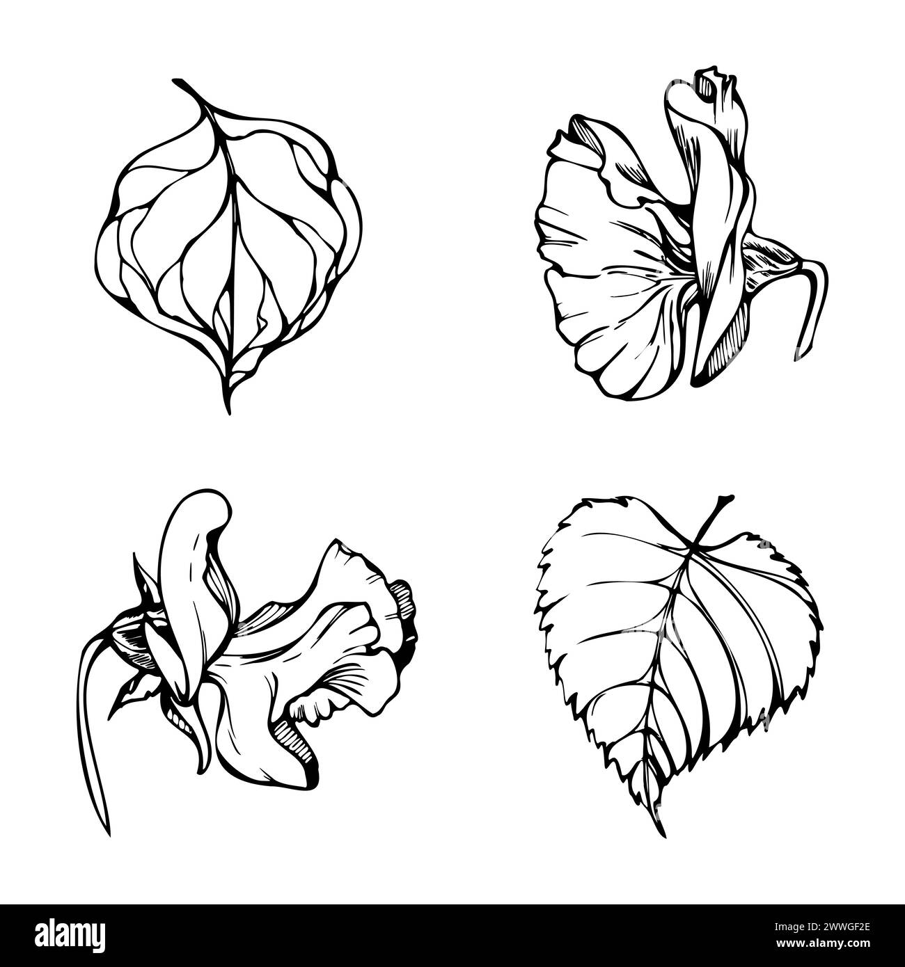 Illustration graphique à l'encre vectorielle dessinée à la main fleurs botaniques feuilles. Pois doux et éternel, tendrilles de légumineuses à la vesce. Un seul élément isolé Illustration de Vecteur