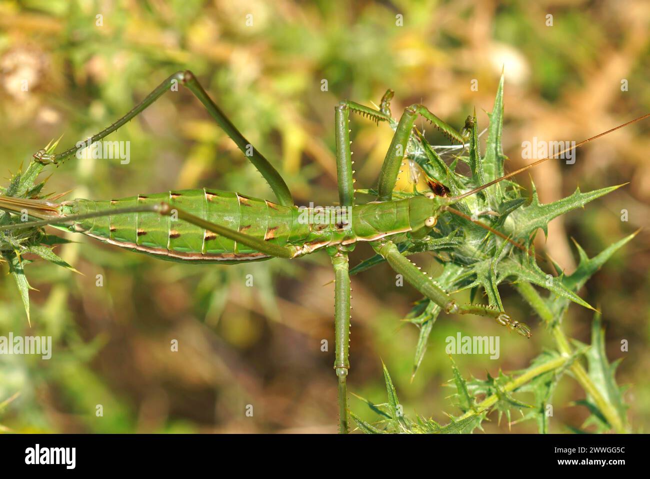 Gros plan dorsal naturel sur la plus grande sauterelle européenne prédatrice de cricket de brousse méditerranéenne Saga pedo , une espèce protégée Banque D'Images